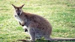 Australia: Niña de siete años fue atacada por un canguro