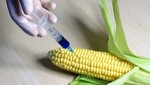 Maíz transgénico de Monsanto ligado a falla masiva de órganos