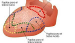 Hallan grupo de neuronas que estimulan los gustos a los sabores