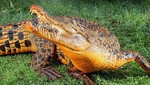 Conozca al cocodrilo naranja de Australia