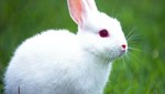 Conoce a Niño Bunny un conejo español que podría ser sacrificado por nuestras autoridades