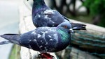 Argentinos preocupados por invasión de palomas en sus calles