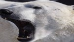 Oso polar ataca y mata a un turista en Noruega