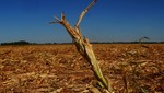 Sequías en Argentina generarían pérdidas de más de 3 mil millones de dólares