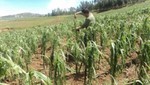 Granizada afecta cultivos en la provincia de Huancavelica