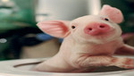 Crean cerdo transgénico que servirá para trasplantes de órganos