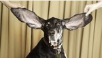 Conozca al perro más orejón del mundo