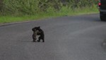 Pelea de osos bebes es una sensación en YouTube