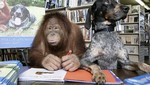 Orangután sufre una extraña enfermedad (Video)