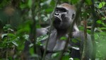 Científicos revelan que genomas de humanos y gorilas son muy parecidos
