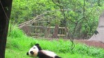 Foto: Oso panda mira las nubes de lo más relajado