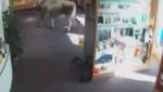 Vaca busca rebajas en tienda de Austria