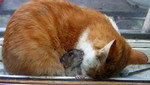 Rata se enfrenta a cuatro gatos y vence (Video)