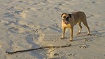 Perro boxer fue enterrado vivo en la arena (Vivo)