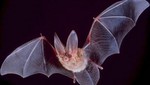 Ecuador: Mueren 12 personas por brote de rabia de murciélagos