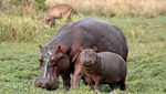 Zimbabue: Ántrax mató a más de 80 hipopótamos