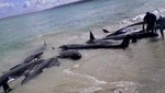 Lambayeque: Casi 200 delfines aparecieron muertos en las playas de San José