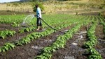 No solo la gran propiedad agrícola es eficiente y competitiva