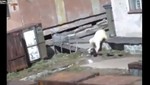 Video: Oso polar ataca a una mujer en Rusia