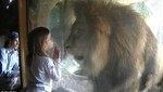 Una niña enfrenta el ataque de un león (Video)