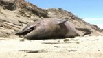 Científicos continúan investigando la muerte de delfines en las playas de Lambayeque