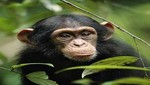 Video: soldados salvan de morir tras burlarse de chimpancé
