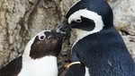 Pingüinos fueron separados por gays (Video)
