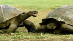 Tortugas gigantes que se creían extintas todavía podrían existir