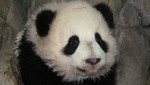 China crea hábitat natural para pandas