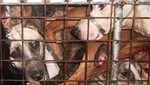 Vietnam: aumenta la demanda por 'guisos de perro'