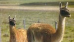 Animales silvestres amenazados en la Patagonia