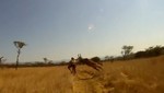 Ciclista es violentamente embestido por un antílope (Video)