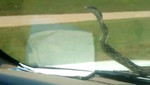 Video: Una serpiente pone en apuros a una familia