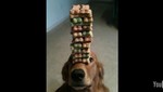 VIDEO: perro equilibrista es sensación en Youtube