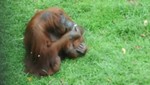 Orangután fumador sufre síndrome de abstinencia (Video)