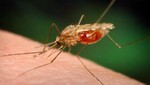 OMS: Informe de progreso contra la malaria