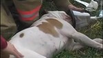 Perro recibió disparo en la cabeza para salvar a su dueño