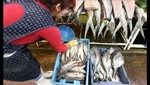 Arequipa contará en Semana Santa con 130 toneladas en pescados y mariscos
