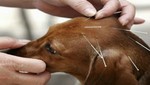 La acupuntura en los animales