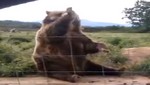 Oso responde gentilmente saludo a niña (Video)