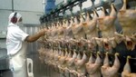 'Brasil es la China del sector avícola'