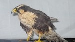 Un halcón moribundo fue hallado en la ciudad minera de Cerro de Pasco