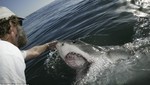 El hombre que hipnotiza tiburones blancos con solo tocarlos (VIDEO)