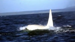 Vea a 'Iceberg', la primera orca albina