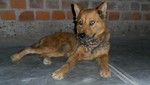 Protectores de los animales indignados por la muerte de la perrita 'Atenas'