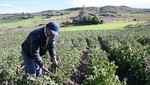 25 mil empadronadores serán convocados para el IV Censo Nacional Agropecuario