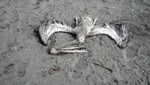 Más de un centenar de pelícanos aparecen muertos en las playas del norte peruano