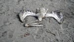 Más de un centenar de pelícanos aparecen muertos en las playas del norte peruano