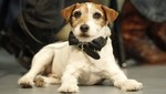 Uggie, el perro de 'El Artista', publicará su biografía