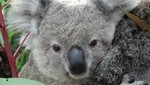 Australia: Koalas fueron declarados como 'especies en amenaza'